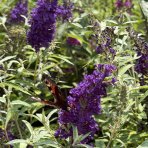 Budleja Dávidova (Buddleja Davidii) ´BUTTERFLY TOWER®´ - výška 30-40 cm, kont. C2.5L